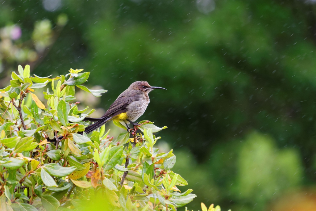 00 - Le Cap (28).jpg